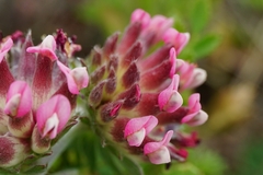 Anthyllis vulneraria rubriflora