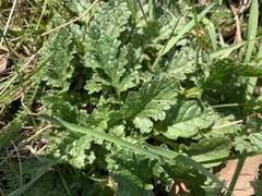 Jacobaea vulgaris