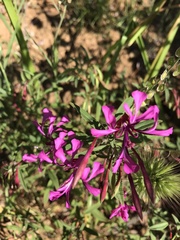Clarkia concinna concinna