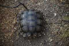 Chelonoidis chilensis