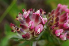 Anthyllis vulneraria rubriflora