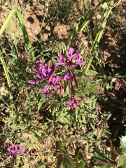 Clarkia concinna concinna