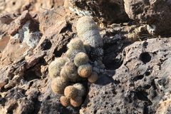 Escobaria chihuahuensis