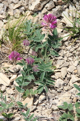 Hedysarum biebersteinii