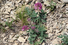 Hedysarum biebersteinii