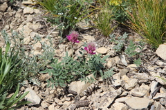 Hedysarum biebersteinii