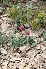 Hedysarum biebersteinii