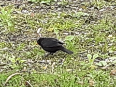 Turdus merula