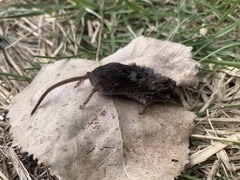 Sorex cinereus