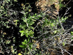 Berkheya fruticosa