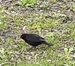 Turdus merula