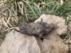 Sorex cinereus