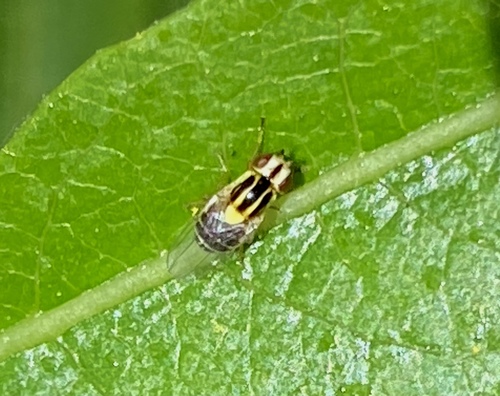 iNaturalist observation photo of Thaumatomyia