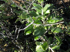 Berkheya fruticosa