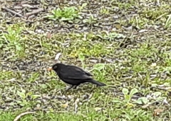 Turdus merula