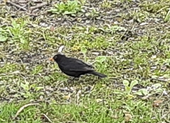 Turdus merula