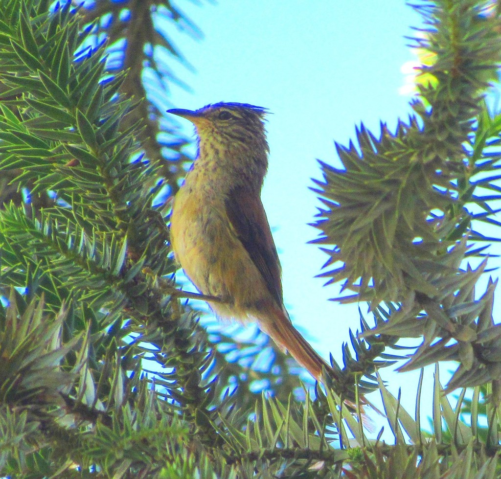 Araucaria Tit-Spinetail