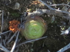 Crassula pseudohemisphaerica