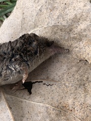 Sorex cinereus