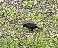 Turdus merula