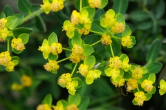 Euphorbia fragifera