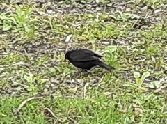 Turdus merula