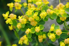 Euphorbia fragifera