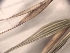 Elymus glabriflorus
