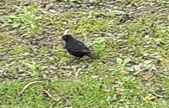 Turdus merula
