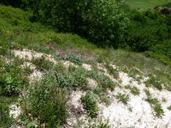 Hedysarum biebersteinii