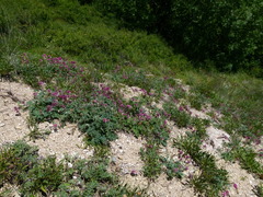 Hedysarum biebersteinii