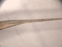 Elymus glabriflorus