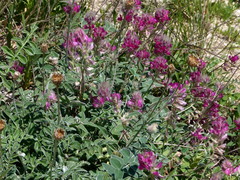 Hedysarum biebersteinii