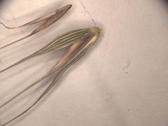 Elymus glabriflorus