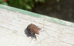 Hotea curculionoides