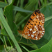 Myrina Fritillary - Photo (c) Ken Kertell, some rights reserved (CC BY-NC), uploaded by Ken Kertell