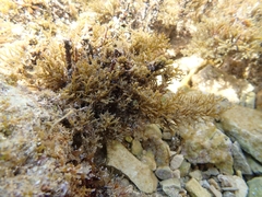 Ericaria crinita