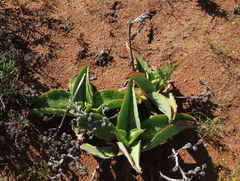 Mesembryanthemum barklyi