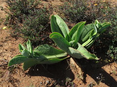 Mesembryanthemum barklyi