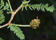 Astragalus bourgaeanus