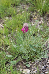 Hedysarum biebersteinii