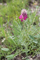 Hedysarum biebersteinii