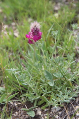 Hedysarum biebersteinii