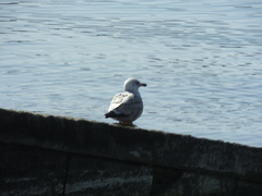 Larus