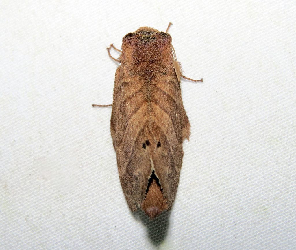 Prorifrons antonia