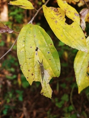 Hestina assimilis