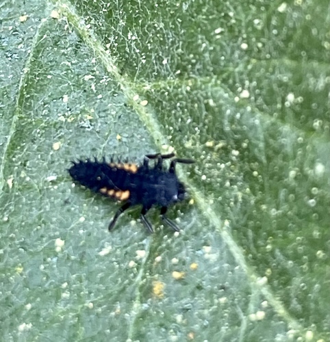 iNaturalist observation photo of Asian Lady Beetle