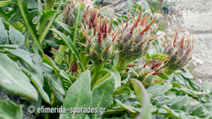 Centaurea raphanina mixta