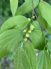 Celticecis oviformis