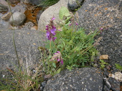 Hedysarum caucasicum